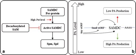 Processes Involved In Homeostasis Of Polyamine In Cells A