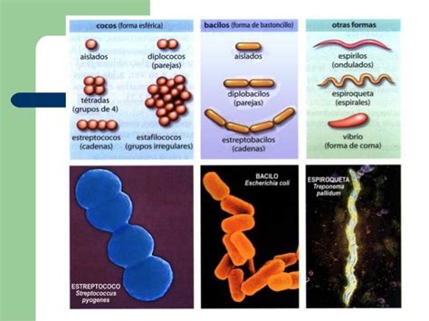 Bacteria