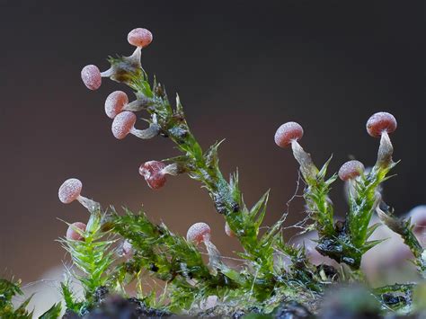 Behold The Surreal Magic And Mystery Of Slime Molds