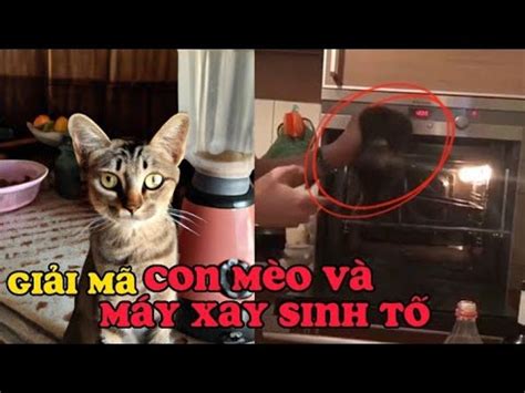 Clip con mèo và máy xay sinh tố quang minh story YouTube