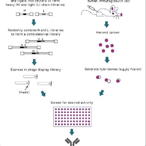 Generation Of Human Monoclonal Antibodies Phage Display Heavy And Download Scientific