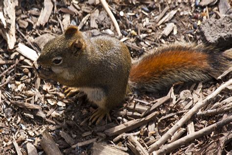 American Red Squirrel