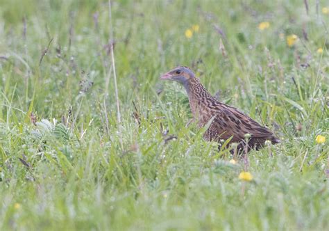 North Uist wildlife photography trip June 2019