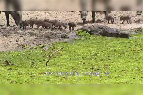 鳄鱼想要偷食野猪宝宝，野猪妈妈瞬间发飙，镜头记录全过程！野猪宝宝瞬间