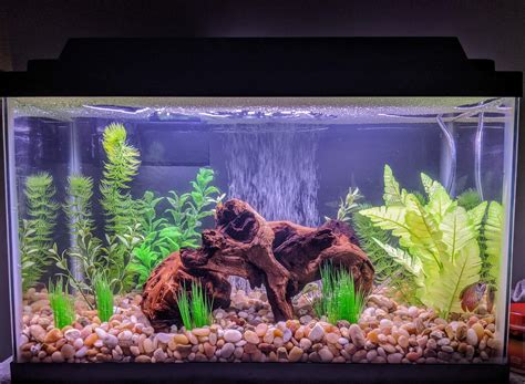 Neon Tetra Tank Setup