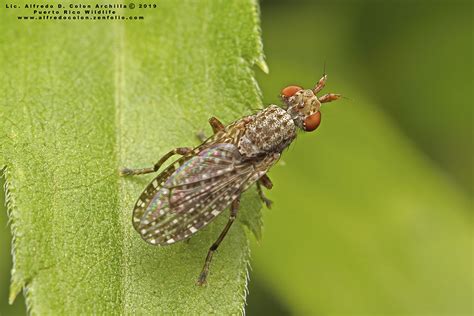 Minnesota Seasons - marsh flies (Dictya spp.)