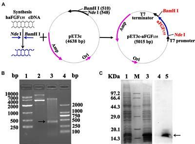 Frontiers Large Scale Preparation Of Highly Stable Recombinant Human