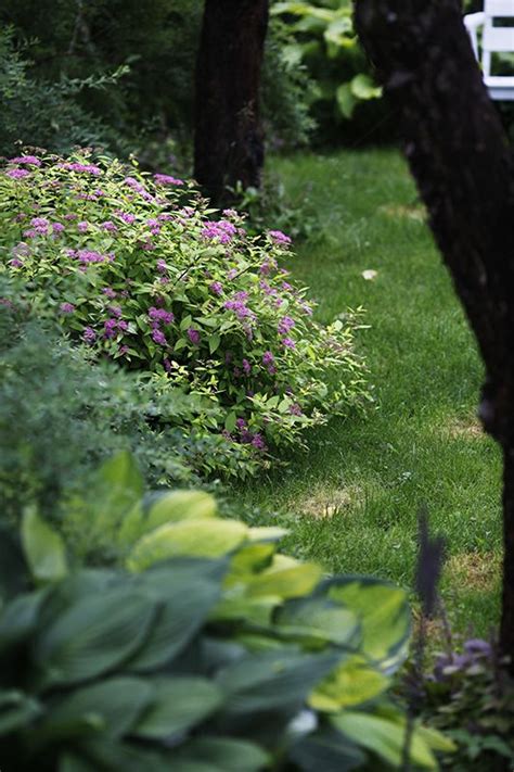 Chadeyka Flower Garden Plants Garden