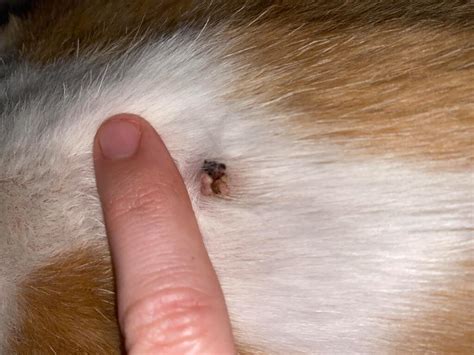 Cat Skin Tag Removal Nyla Frias