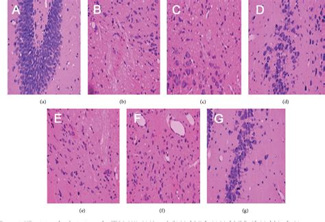 Figure 1 From Acupuncture Induces The Proliferation And Differentiation