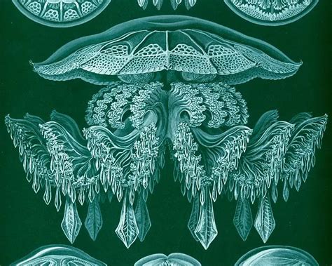 Cannonball Jellyfish Facts Diet Habitat And Pictures On Animaliabio