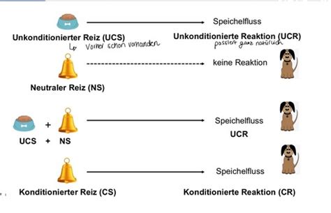 LERN BEHAVIORISTISCHE LERNTHEORIEN 1 Flashcards Quizlet