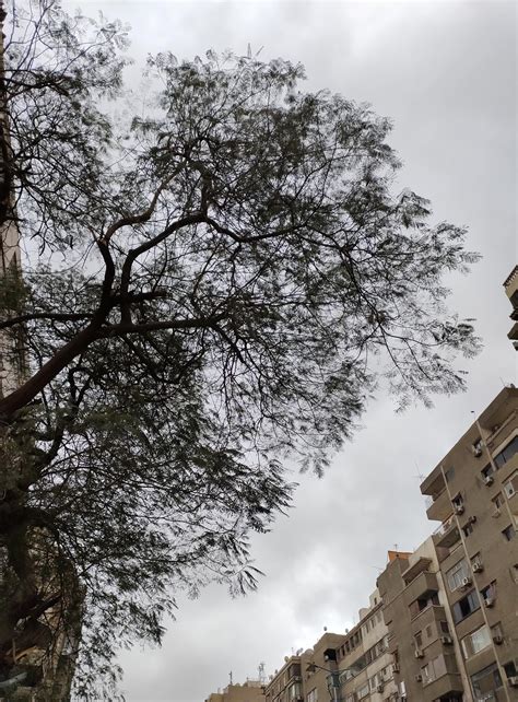 Egyptian weather be like: *dry all winter* › *spots the average college