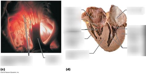 Heart Valves Labeling Diagram Quizlet