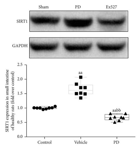 SIRT Protein Expression And Activity In The Small Intestine Tissue Of