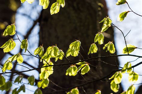 Wallpaper Sunlight Forest Nature Branch Green Yellow Blossom Spring Beech Light Tree