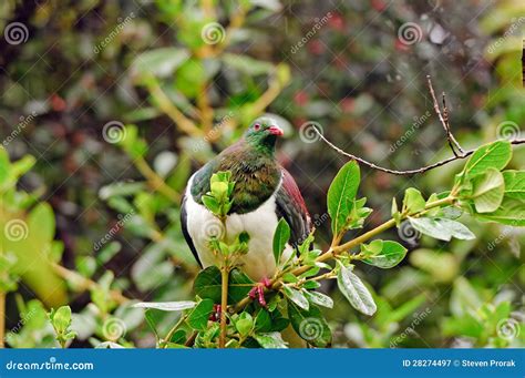 Wild Bird in Forest Habitat Stock Image - Image of niche, wild: 28274497