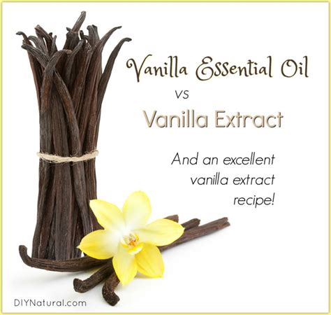 Vanilla Essential Oil vs Vanilla Extract: And Little Known Health Uses ...