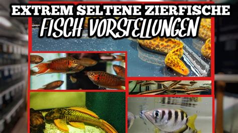 Extrem Seltene Aquarium Fische Fisch Vorstellungen Zierfischgro Handel