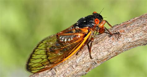 Billions Of Cicadas Are About To Rise From The Earth Have Sex And Die