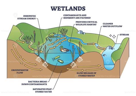 Wetlands Environment Description As Wet Soil With Water Outline Diagram