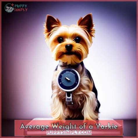 Is My Yorkie Too Skinny Find Out If Your Yorkshire Terrier Is Underweight