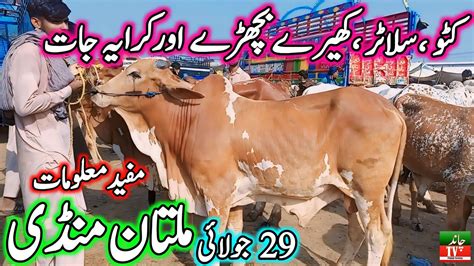 Multan Cow Mandi Fresh Latest Update 29 07 2024 Cow Mandi 2024 Pure