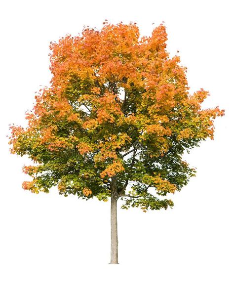 Maple Tree in Autumn on White Background