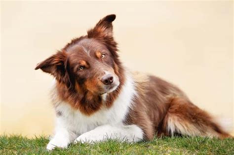 Border Collie Opis Rasy Charakter Choroby Zalecenia Weterynarza