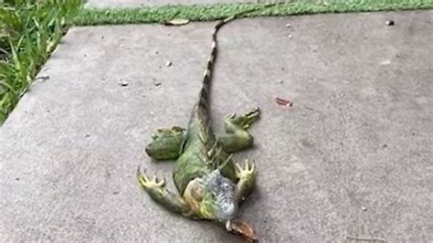 Frozen Iguanas Littering The Ground In Florida Are They Dead