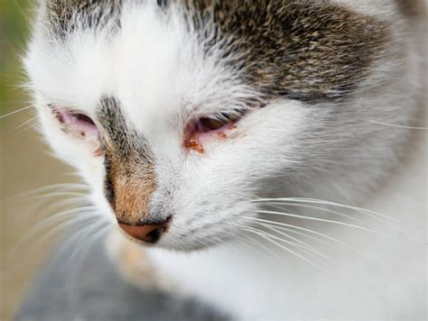 How Can I Treat my Cat's Eye Infection AT HOME? – Zumalka