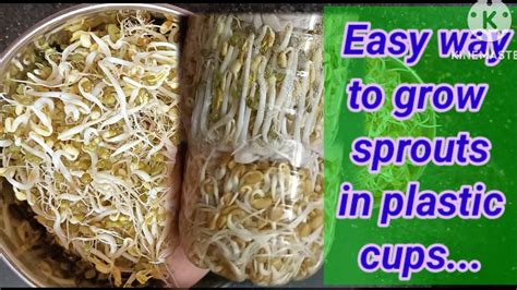 Easy Way To Grow Bean Sprouts In Plastic Cups Bottles How To Grow