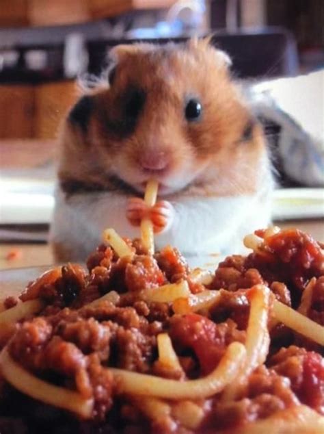 This Hamster Is Eating Spaghetti Hamster Hamster Eating Cute Hamsters