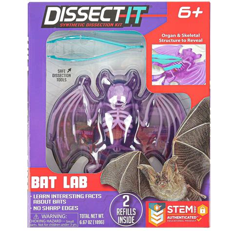 Dissect It Synthetic Bat Dissection Kit, 7 Pieces, Ages 6 and Up ...