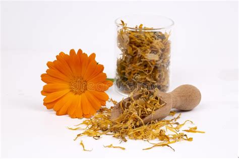 Fresh And Dried Calendula Officinalis Herbal Flowers Stock Image