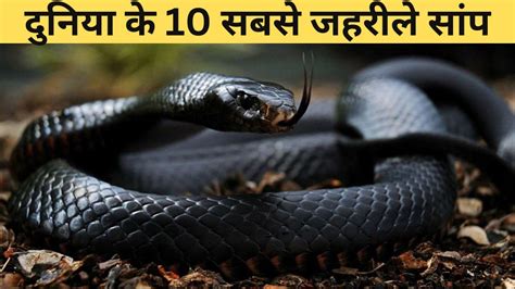 दुनिया के 10 सबसे जहरीले सांप 10 Most Venomous Snakes In The World