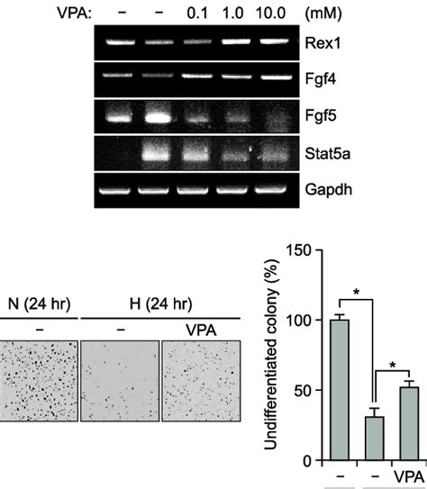 Valproic Acid Vpa A Hdac Inhibitor Maintained The Selfrenewal And