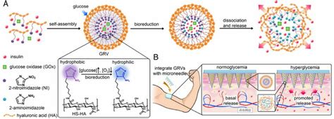 Schematic Of The Glucose Responsive Insulin Delivery System Using