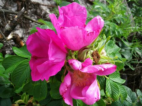 Heckenrose Bl Te Kostenloses Foto Auf Pixabay Pixabay