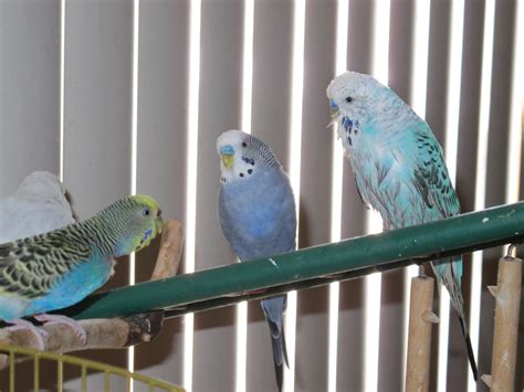 Our Four Budgies 2 By Windthin On DeviantArt