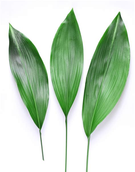 Aspidistra Green Jacksonville Flower Market