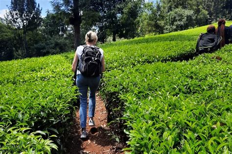 2023 Day Tour To Kiambethu Tea Farm Provided By Safarilinks Africa