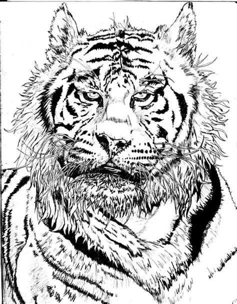 Bengal Tiger Sketch at PaintingValley.com | Explore collection of ...