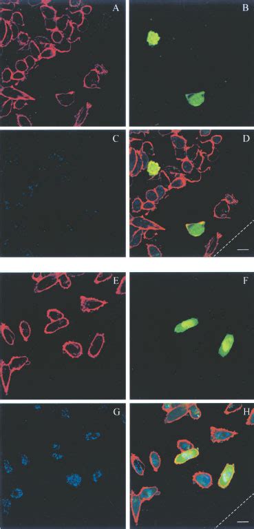 N Sh And Sh Plc Localization In A Wound Healing Assay Mda Mb