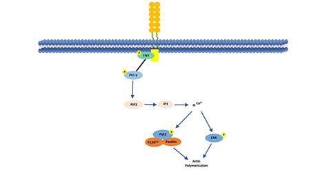 Cd146 A Powerful Tumor Marker Cusabio