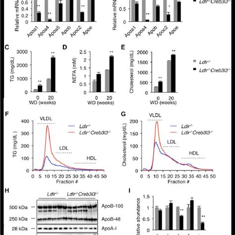 Synergistic Activation Of Apolipoprotein A Apoa Promoter By