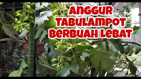 Anggur Tabulampot Berbuah Lebat YouTube