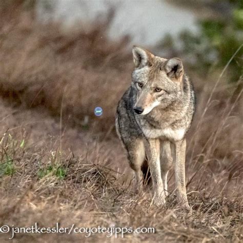 Curiosity Coyote Yipps