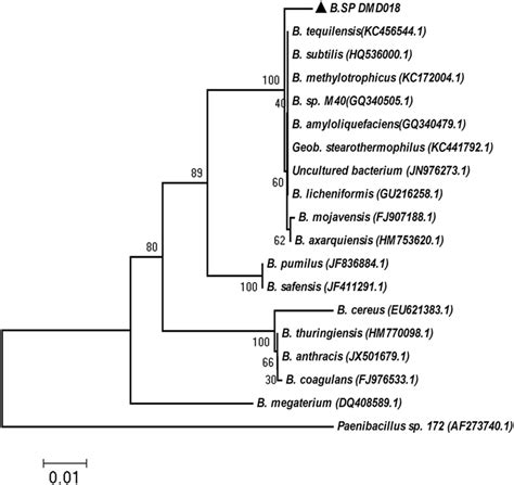 The Phylogenetic Tree Constructed By The Neighbor Joining Method By