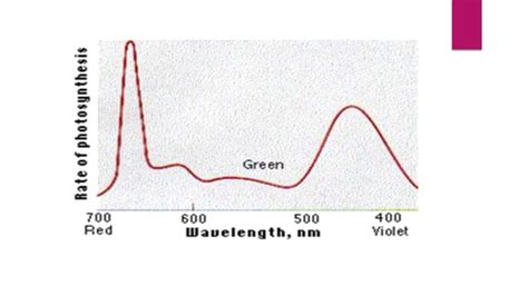 Absorption And Action Spectrum Ppt Free Download